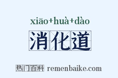 消化道是什么意思的图片
